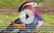 The 10 most curious animals and strange colors