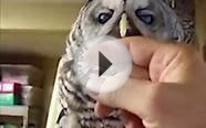 True Facts About The Owl