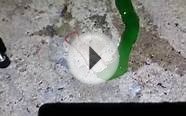 WEIRD STRANGE RARE ANIMAL - GREEN WORMS !! NEW SPECIES ANIMAL