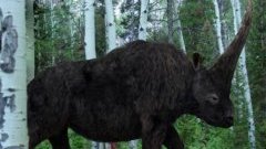 Weird Mammoth Rhino Creature