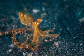 wunderpus photogenicus on seafloor - strange animal names